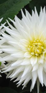 Flowers,Greens,Dahlias,Snow White,Close Up