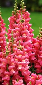 Flowers,Greens,Disbanded,Loose,Snapdragon