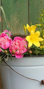 Flowers,Greens,Fence,Lily,Bucket,Peonies