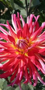 Flowers,Greens,Flower Bed,Flowerbed,Dahlias,Sunny