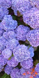 Flowers,Greens,Flower Bed,Flowerbed,Hydrangea