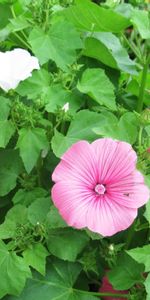 Flores,Verduras,Cama De Flores,Parterre,Lavatera