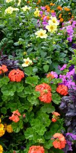 Flowers,Greens,Flower Bed,Flowerbed,Lot,Different