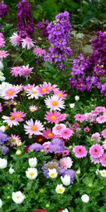 Flowers,Greens,Flower Bed,Flowerbed,Lot,Different,Vase,Garden