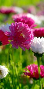 Flowers,Greens,Flower Bed,Flowerbed,Mood,Sharpness,Sunny