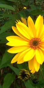 Flowers,Greens,Flower Bed,Flowerbed,Rudbeckia,Rudbekia