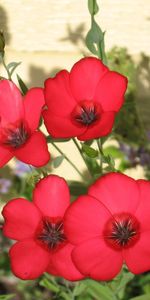 Flowers,Greens,Flower Bed,Flowerbed,Shadow,Close Up