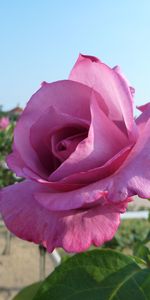 Flowers,Greens,Flower,Rose Flower,Rose,Sunny,Alley