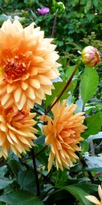 Fleurs,Légumes Verts,Verdure,Parterre,Dahlias,Parterre De Fleurs,Jardin