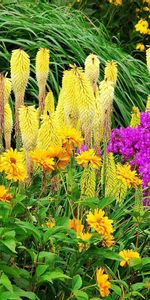 Différent,Verdure,Fleurs,Brillant,Légumes Verts,Parterre,Parterre De Fleurs