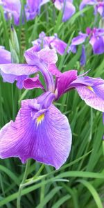 Flowers,Greens,Flowerbed,Flower Bed,Irises,Spring