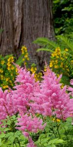 Flowers,Greens,Flowerbed,Flower Bed,Park