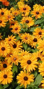 Flowers,Greens,Flowerbed,Flower Bed,Rudbeckia,Rudbekia,Brightly