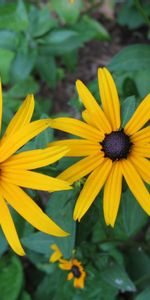 Légumes Verts,Rudbekia |,Fleurs,Fermer,Gros Plan,Parterre,Rudbeckie,Verdure,Parterre De Fleurs