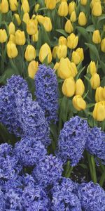 Flowers,Greens,Flowerbed,Hyacinths,Tulips,Flower Bed,Spring