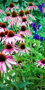 Flowers,Greens,Freshness,Echinacea,Drops