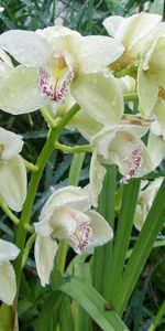 Verduras,Drops,Frescura,Flores,Orquídeas