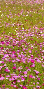 Verdure,Kosmeya,Légumes Verts,Polyana,Brillant,Clairière,Cosmos,Fleurs