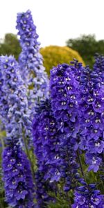 Flowers,Greens,Glade,Dolphinium,Polyana,Delphinium