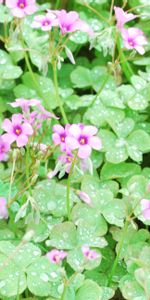 Flores,Verduras,Drops,Césped,Rocío