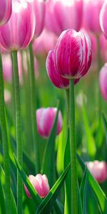 Flowers,Greens,Lot,Field,Tulips