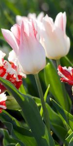 Flowers,Greens,Mottled,Tulips,Variegated,Sunny