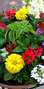 Fleurs,Légumes Verts,Verdure,Composition,Pots,Pot De Plantes