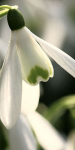 Flores,Verduras,De Cerca,Primer Plano,Primavera,Campanilla De Febrero