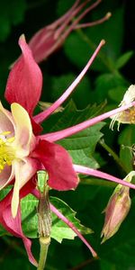 Flowers,Greens,Sharpness,Aquilegia,Flower