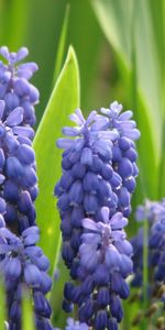 Flowers,Greens,Sharpness,Muskari,Muscari,Spring