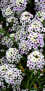 Flowers,Greens,Small,Drops,Close Up