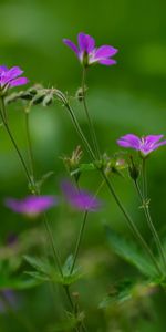 Flowers,Greens,Small,Field