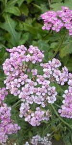 Flores,Verduras,Pequeña,Pequeño,Ortiga,Jardín