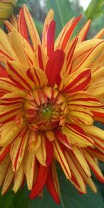 Flowers,Greens,Striped,Bicolor,Dahlia,Dichromatic,Flower,Close Up