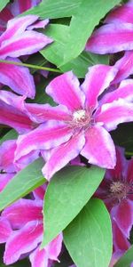 Flowers,Greens,Striped,Clematis,Close Up,Flowering,Bloom