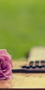 Flowers,Guitars,Plants,Objects,Music