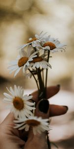 Main,Bouquet,Camomille,Fleurs