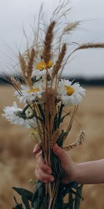 Flores,Camomila,Mano,Ramo,Orejas,Espigas