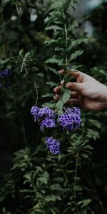 Flowers,Hand,Flowering,Flower,Spring,Bloom