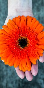 Flowers,Hand,Gerbera,Flower