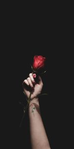 Flowers,Hand,Rose Flower,Rose,Tattoo