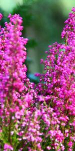 Flowers,Heather,Close Up,Sharpness