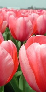 Horizon,Fermer,Domaine,Champ,Gros Plan,Fleurs,Tulipes