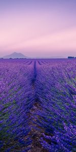 Flowers,Horizon,Flowering,Dahl,Bloom,Field,Distance,Lavender