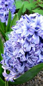 Hyacinth,Verdure,Légumes Verts,Amorçage,Parterre,Fleurs,Fleur,Parterre De Fleurs,Terre