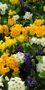 Flowers,Hyacinth,Flowerbed,Flower Bed,Primrose,Greens