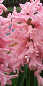 Gros Plan,Hyacinth,Légumes Verts,Fermer,Verdure,Fleurs