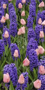 Flowers,Hyacinth,Plants,Background,Tulips