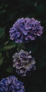 Inflorescences,Inflorescence,Mauve,Hortensia,Fleurs,Sombre