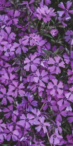 Inflorescences,Inflorescence,Lilas,Fleurs,Floraison